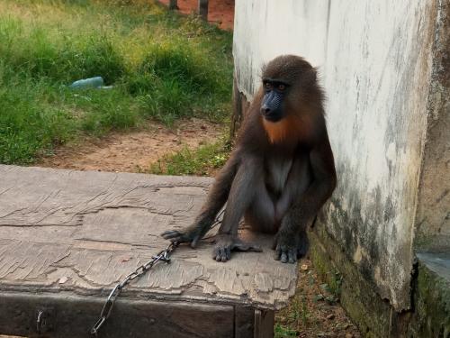 Un employé municipal arrêté avec un mandrill vivant