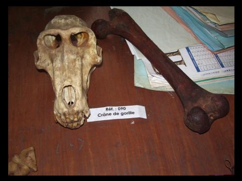 Skull and bone of apes
