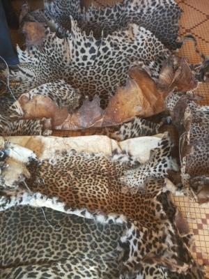 5 leopard skins seized, trafficker arrested in Bandjoun
