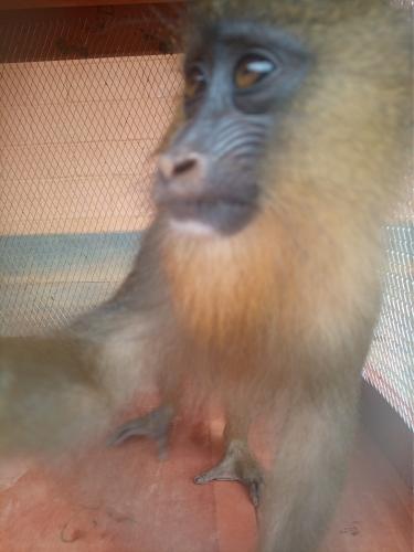 Une femme interpellée avec un mandrill