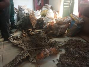 A man arrested with 331 kg of pangolin scales & 3 leopard skins