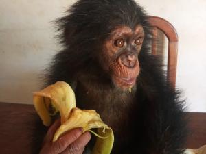 Un homme arrêté avec un bébé chimpanzé à Nanga-Eboko