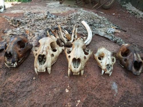 Policeman protecting Bouba Ndjida park arrested with 5 lion skulls