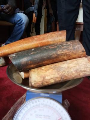 Un  trafiquant notoire d'ivoire arrêté 