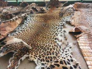 Quatre hommes arrêtés avec 3 peaux de léopards et une peau de crocodile