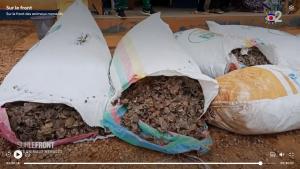 2 soldats arrêtés avec plus de 400 kg d'écailles de pangolin