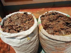 A Pangolin scales trafficker arrested in Bertoua