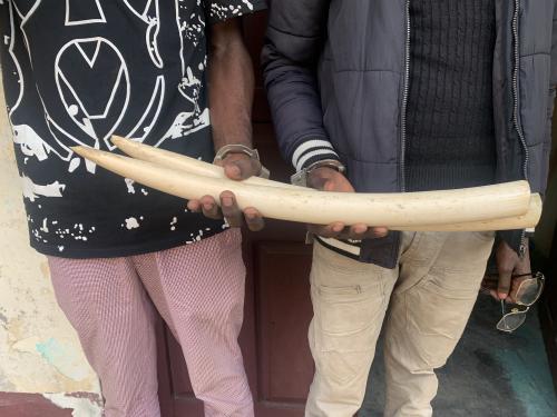 Rapport d'activités février2025