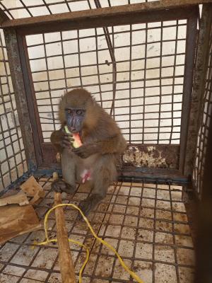 A customs official arrested with a live mandrill
