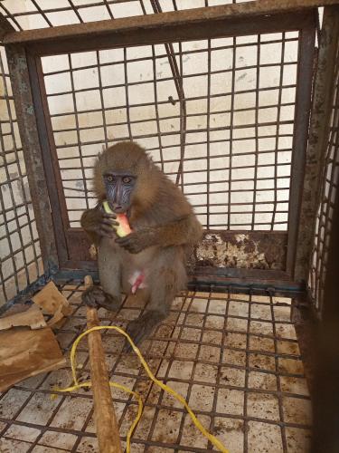 Un commis de  douane arrêté avec un mandrill vivant