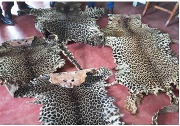 3 men arrested with 4 leopard skins in Loum, Nkongsamba