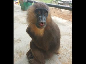 Des trafiquants de primates arrêtés en pleine pandemie de COVID 19