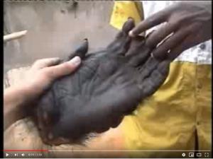 LAGA Ape Operation-Shocking Image -Gorilla's hand