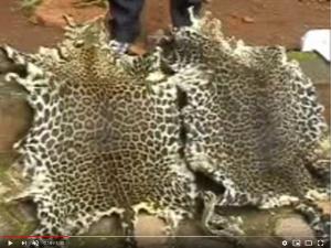 LAGA Leopard skins dealer arrest West Province Cameroon