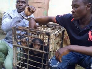 Chimp traffickers arrested in Douala