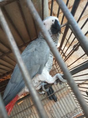 Arrestation d'un  trafiquant notoire de perroquets gris à queue rouge