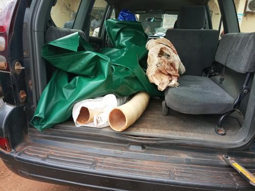 5 men including the son of a former minister have been arrested with two huge ivory tusks in Yaounde