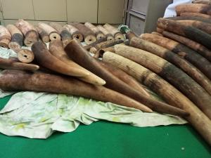 Criminal syndicate dismantled: four arrested with ivory and pangolins scales