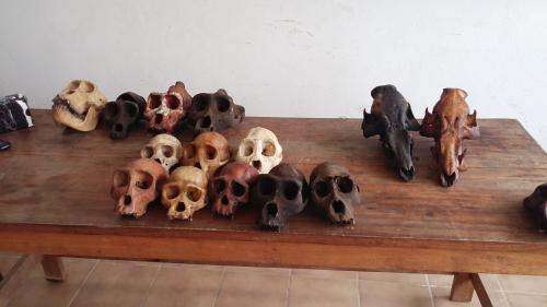 2 ape skull traffickers arrested with 5 gorilla and 5 chimpanzee skulls