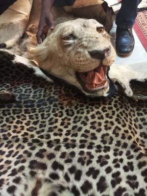 2 traffickers arrested with a lion and leopard skin