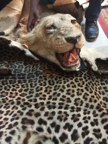 2 traffickers arrested with a lion and leopard skin