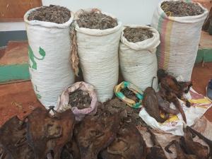 A trafficker arrested with close to 250kg of pangolin scales